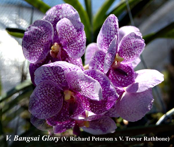 V. Bangsai Glory _7859