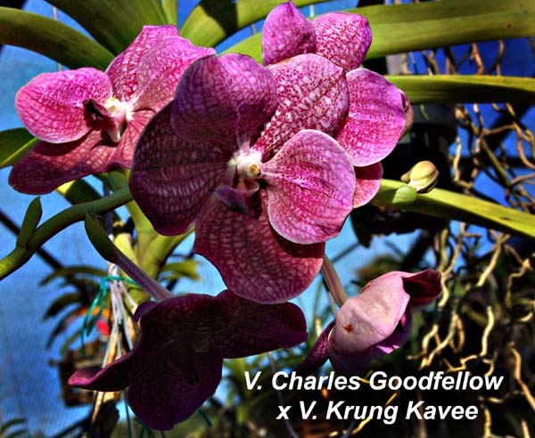 V. Charles Goodfellow x V. Krung Kavee_1411