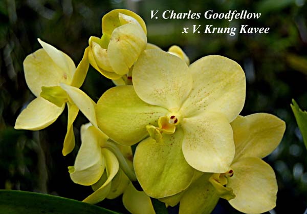 V. Charles Goodfellow x V. Krung Kavee_6517
