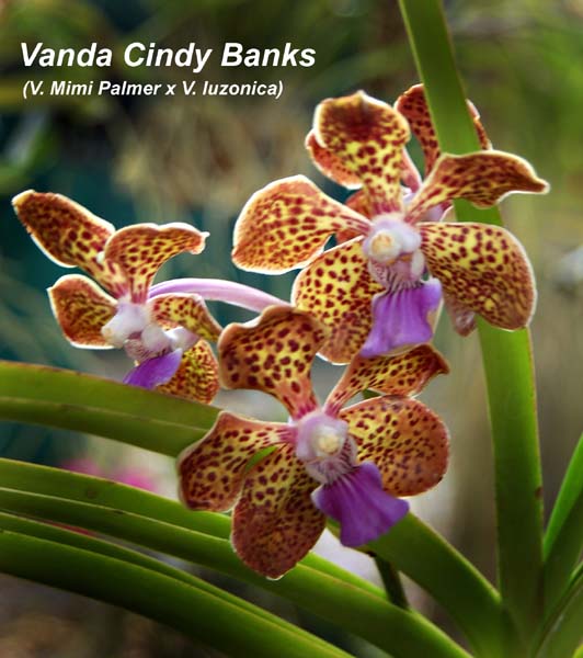 V. Cindy Banks_8187