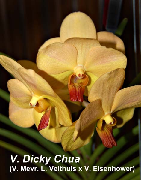 V. Dicky Chua (V. Mevr. L. Velthuis x V. Eisenhower)_4451