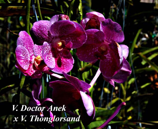 V. Doctor Anek  x V. Thonglorsand_3020