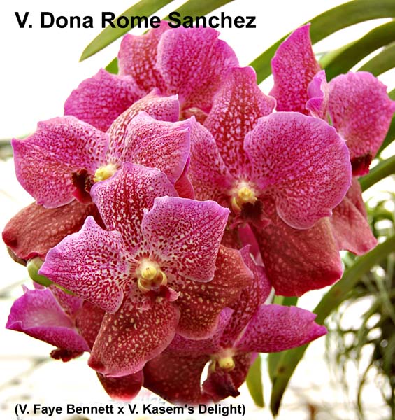 V. Dona Roma Sanchez_4572