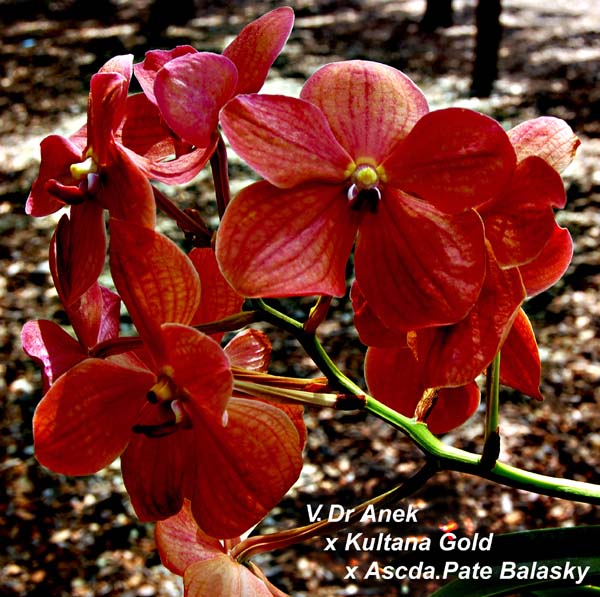 V. Dr Anek x Kultana Gold x Ascda Pate Balasky_0450
