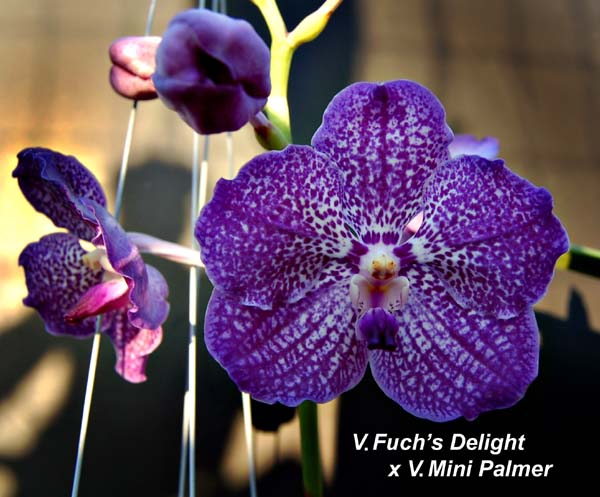 V. Fuchs Delight x V Mini Palmer_0245