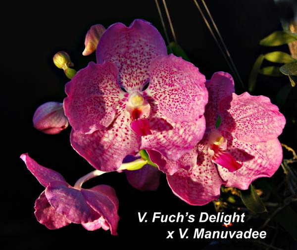 V. Fuchs Delight x V. Manuvadee_0242