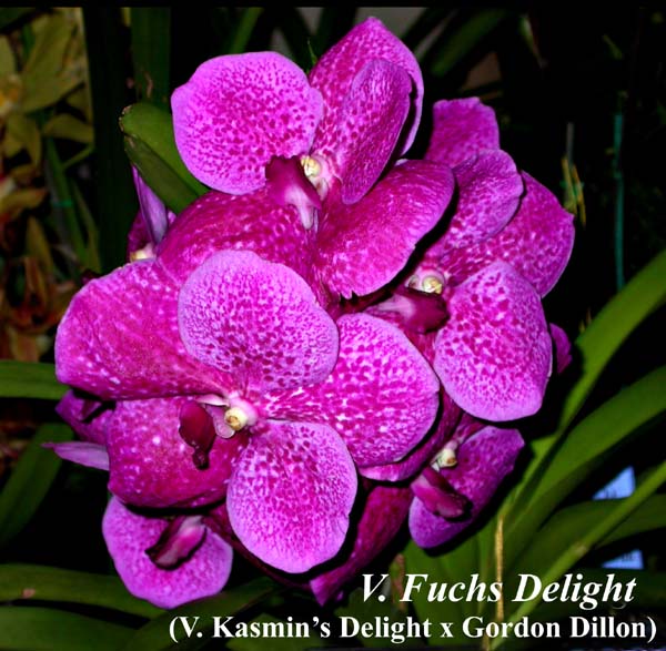 V. Fuchs Delight4112