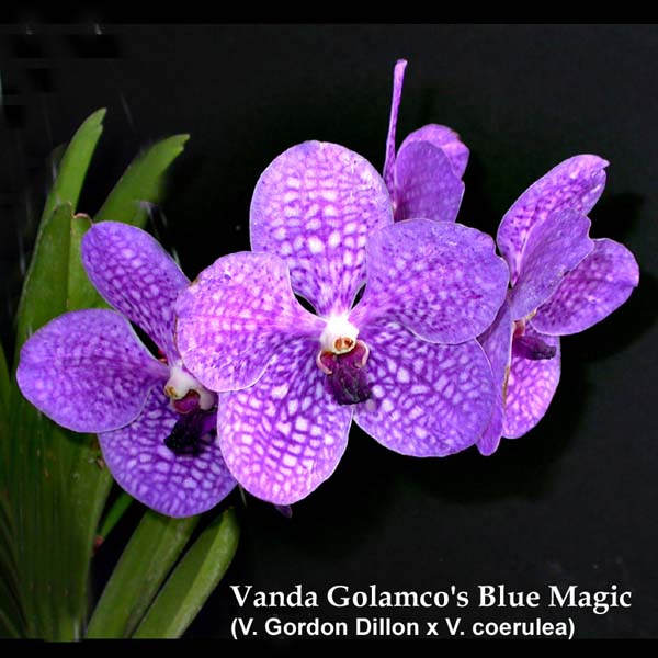 V. Golamcos Blue Magic 1624