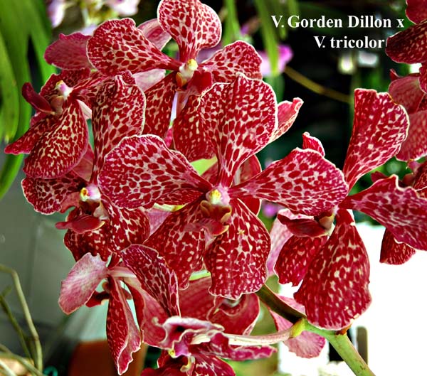V. Gorden Dillon x V tricolor_0315