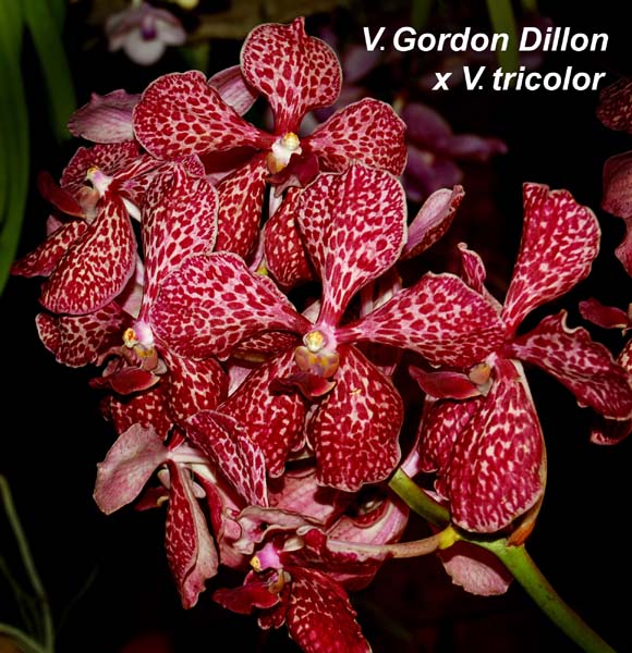 V. Gordon Dillon x V tricolor_0318
