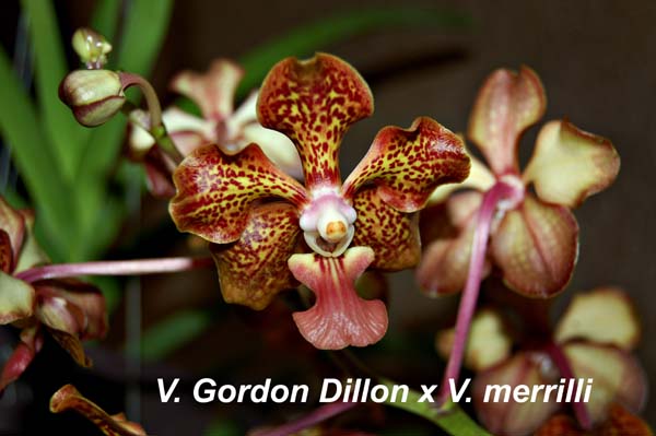 V. Gordon Dillon x V. merrilli_4404