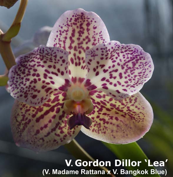 V. Gordon Dillor__ Lea_8153