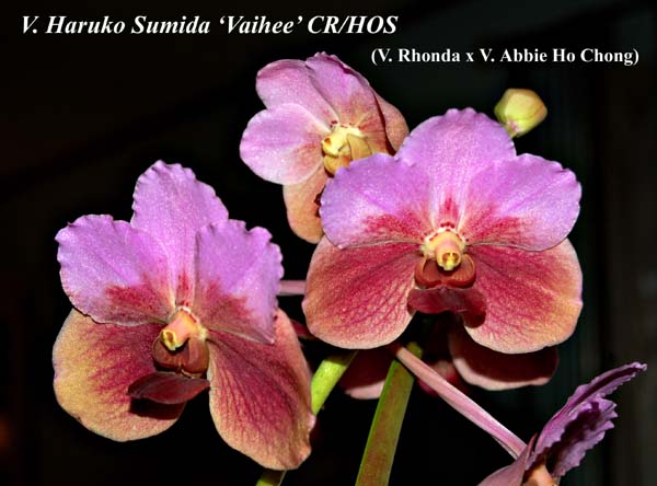 V. Haruko Sumida CR_HOS_5156