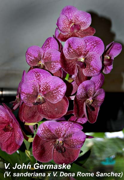 V. John Germaske (V. sanderiana x V. Dona Rome Sanchez)_3524