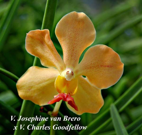 V. Josephine van Brero    x V.. Charles Goodfellow_4839