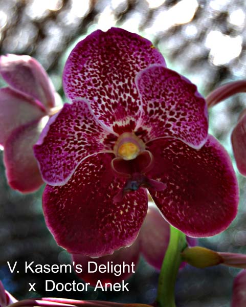 V. Kasems Delight  x  Doctor Anek_2987