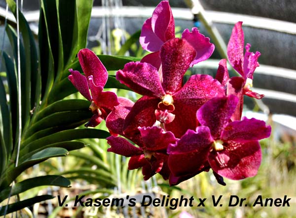 V. Kasems Delight x V. Dr. Anek_4255