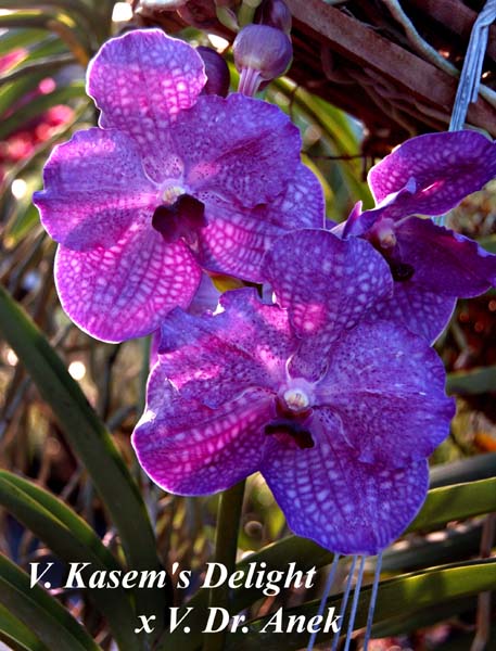 V. Kasems Delight x V. Dr. Anek_6605