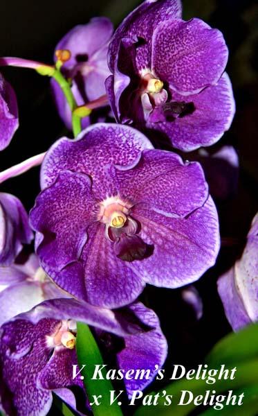 V. Kasems Delight x V. Pats Delight_6385