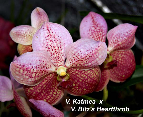 V. Katmea  x  V. Bitzs Heartthrob_1967