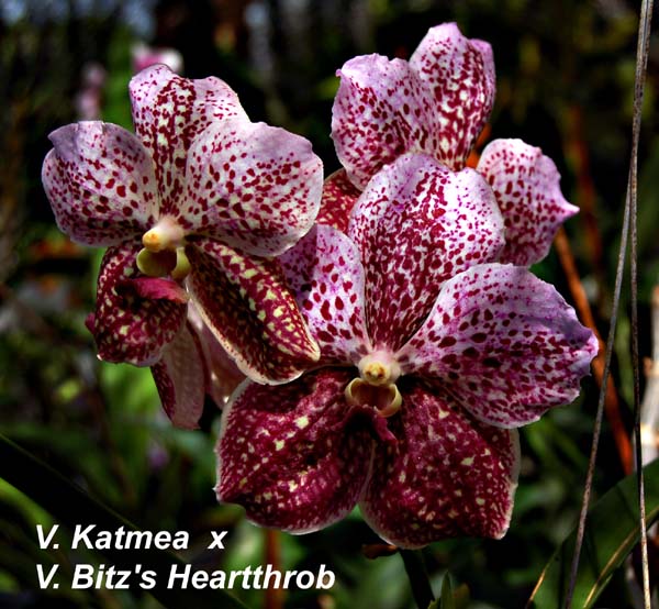 V. Katmea  x  V. Bitzs Heartthrob_3001