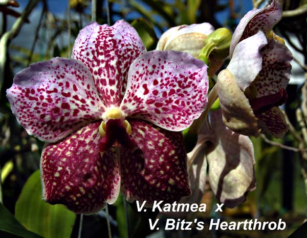 V. Katmea  x  V. Bitzs Heaththrob_2928
