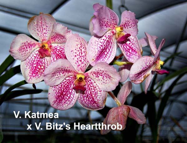 V. Katmea  x V. Bitzs Heartthfob_1774
