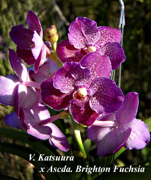 V. Katsuura   x Ascda. Brighton Fuchsia _6752