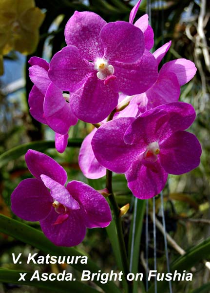 V. Katsuura x Ascda Bright on Fushia_4105