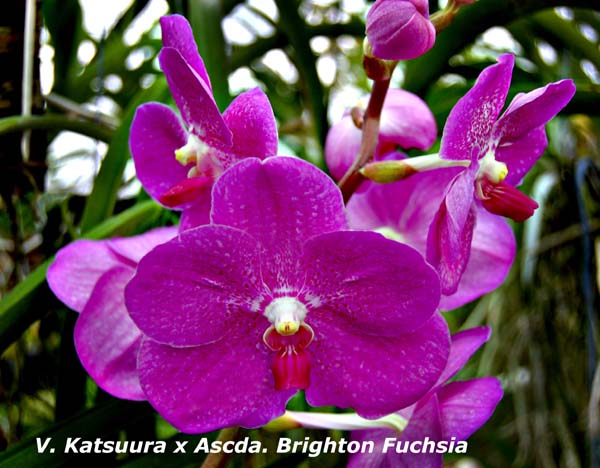 V. Katsuura x Ascda. Brighton Fuchsia_6810