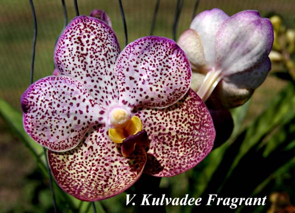 V. Kulvadee Fragrant_5709