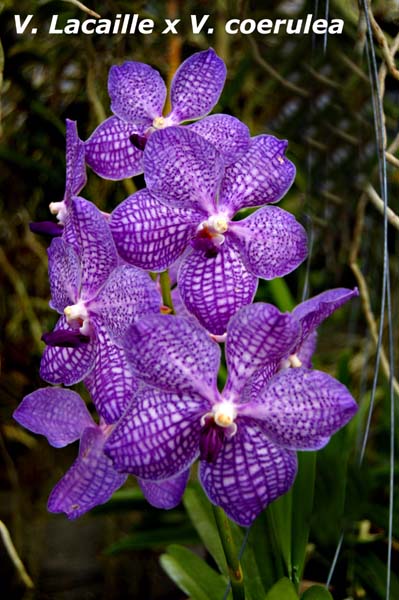 V. Lacaille x V. coerulea_6803