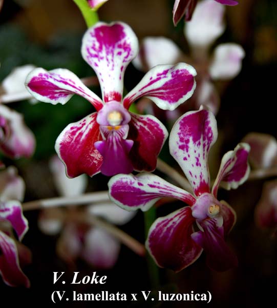 V. Loke (V. lamellata x V. luzonica)_5423