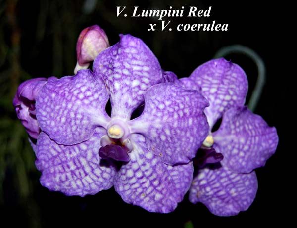 V. Lumpini Red x V. coerulea_5577