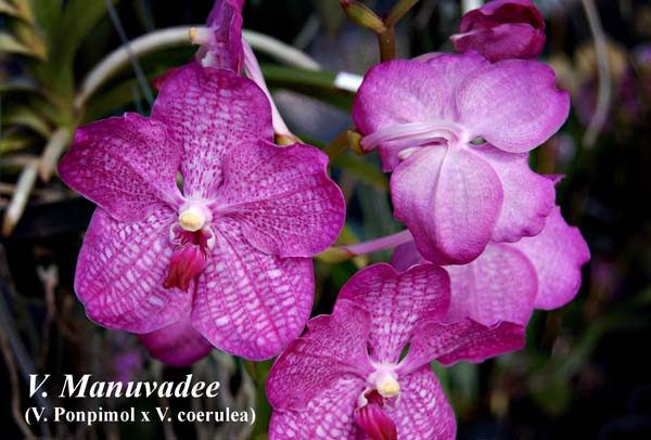 V. Manuvadee (V. Ponpimol x V. coerulea) _5627