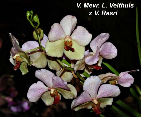 V. Mevr. L. Velthuis x V. Rasri_9899