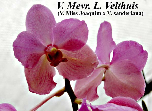 V. Mevr. L. Velthuis_7966