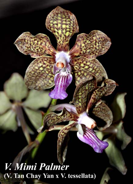 V. Mimi Palmer (V. Tan Chay Yan x V. tessellata)_6096