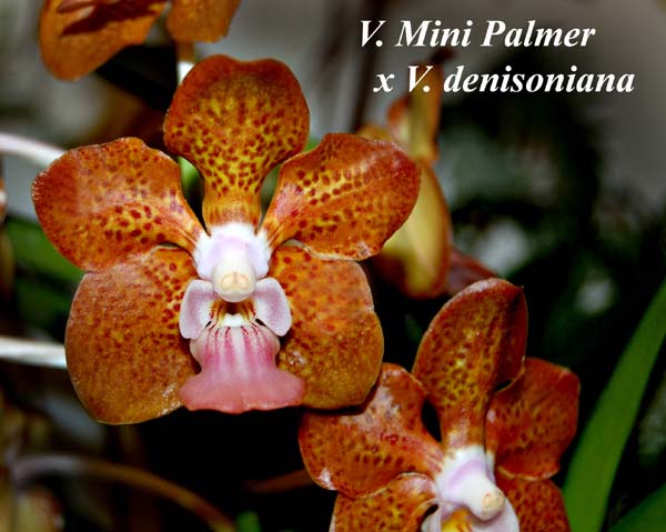 V. Mini Palmer   x V. denisoniana_7358