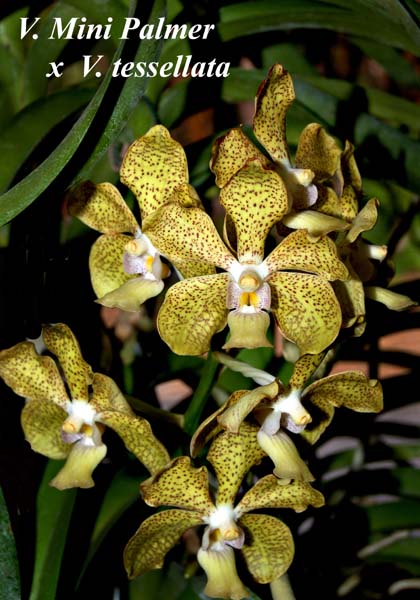 V. Mini Palmer  x  V. tessellata_6092