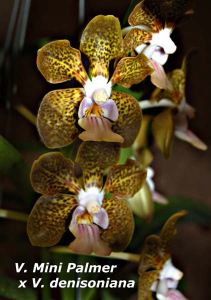 V. Mini Palmer  x V. denisonia_6673
