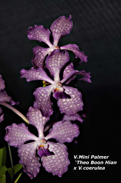 V. Mini Palmer - Theo Boon Hian x V. coerulea_8708