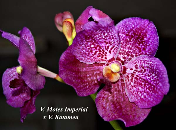 V. Motes Imperial x V. Katamea_6356