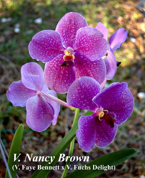 V. Nancy Brown (V. Faye Bennett x V. Fuchs Delight)_6589