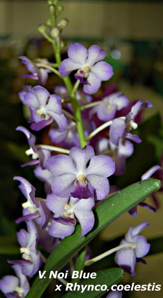 V. Noi Blue x Rhyncostylis coelestis_4297