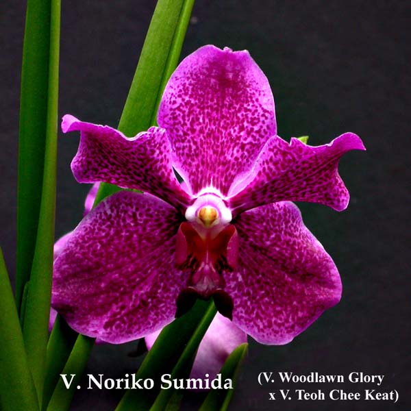 V. Noriko Sumida  2739
