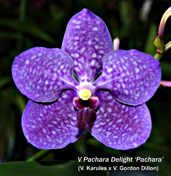 V. Pachara Delight _Pachara_5498