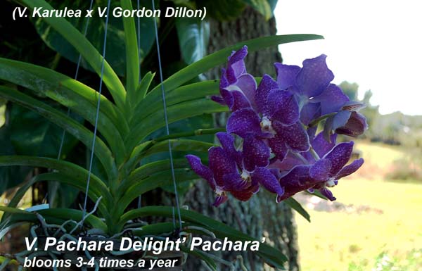 V. Pachara Delilght_1734