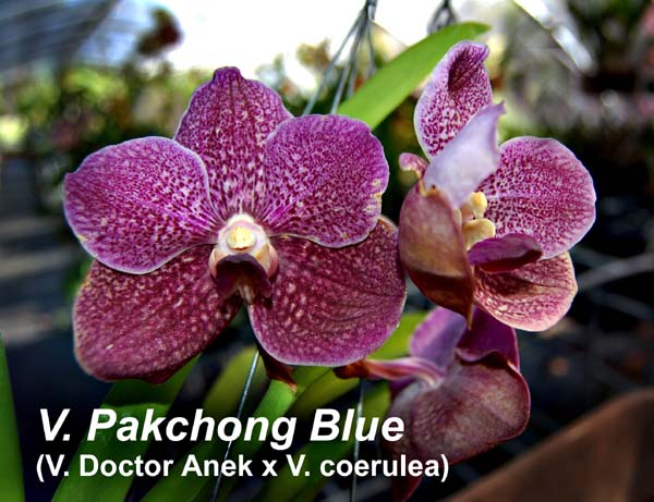 V. Pakchong Blue (V. Doctor Anek x V. coerulea)_5632