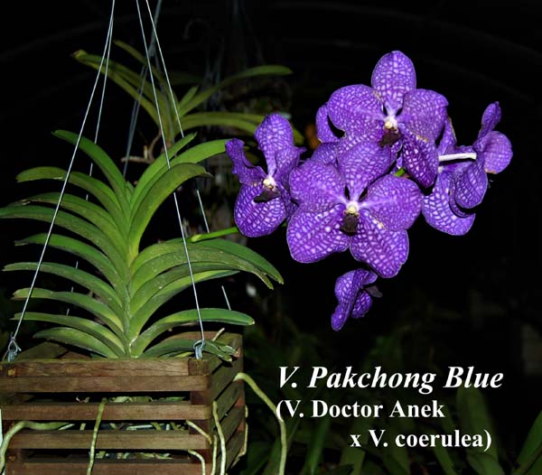 V. Pakchoung Blue_8116